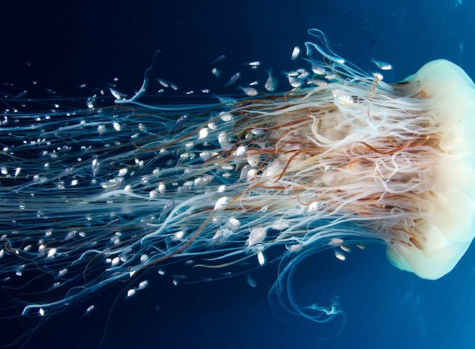 Wallpaper Jellyfish, Rangiroa, 4k, 5k wallpaper, HD, 8k, Pacific Ocean, diving, tourism, Animals 3585713473